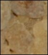 Larmes de Somalie  100 g