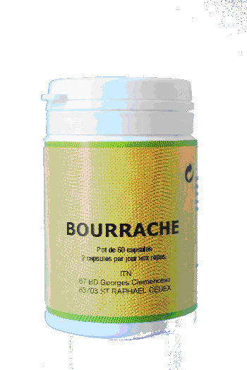 Bourrache