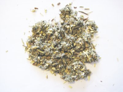 Armoise (Artemisia vulgaris)